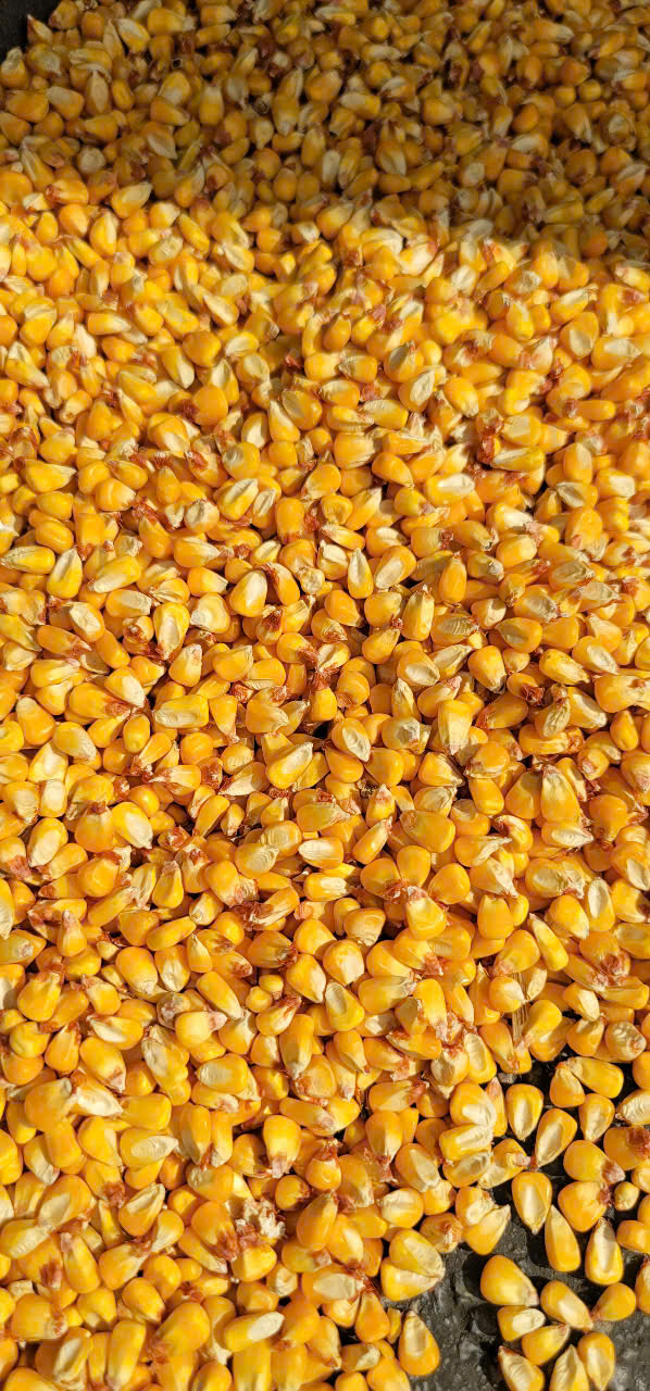 NGÔ HẠT VỤ HÈ PAKISTAN